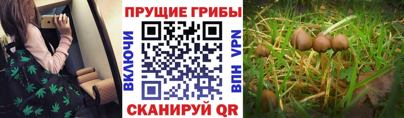 Галлюциногенные грибы Psilocybine cubensis  hydra онион  Шумиха 